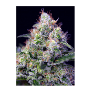 Sweet Seeds Cream Caramel | Feminisiert | 100 Samen - auf Bestellung