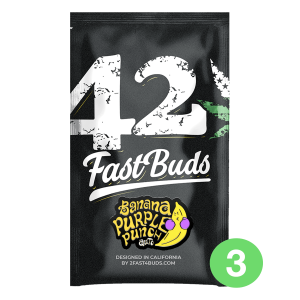 Fast Buds Banana Purple Punch | Automatik | 100 Samen - auf Bestellung
