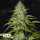 Fast Buds Grapefruit | Automatic | 100 seeds - on order