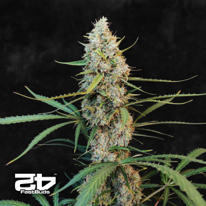 Fast Buds Original Jack Herer | Automatic | 100 seeds - on order