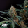 Fast Buds Original Jack Herer | Automatic | 100 seeds - on order