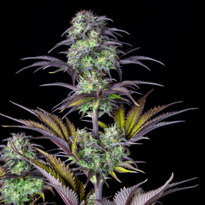 Fast Buds Original Blueberry | Automatic | 3 seeds
