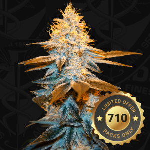 T.H. Seeds Strawberry Glue 710 Limited | Feminized | 7 seeds