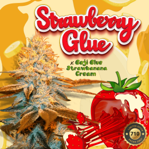 T.H. Seeds Strawberry Glue 710 Limited | Feminized | 7 seeds