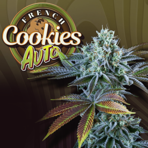 T.H. Seeds French Cookies | Automatic | 6 seeds