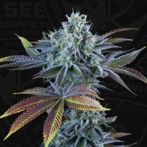 T.H. Seeds French Cookies | Automatic | 6 seeds