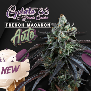 T.H. Seeds French Macaron | Automatic | 6 seeds