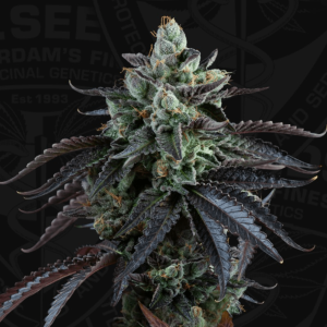 T.H. Seeds French Macaron | Automatic | 6 seeds