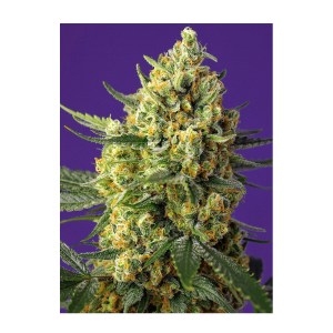 Sweet Seeds Crystal Candy XL | Auto | 25er
