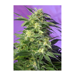 Sweet Seeds Killer Kush | Automatik | 25 Samen - auf Bestellung