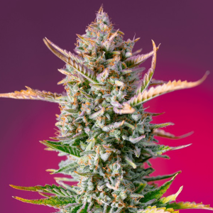 Sweet Seeds Gorilla Sherbet F1 Fast Version | Feminisiert | 25 Samen - auf Bestellung