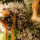 Sweet Seeds Gorilla Sherbet F1 Fast Version | Feminisiert | 25 Samen - auf Bestellung
