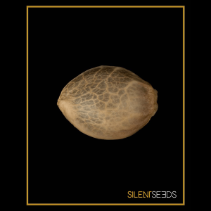 Silent Seeds Critical+ 2.0 | Feminisiert | 25 Samen