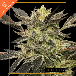 Silent Seeds Pink Sunset by Sherbinskis | Automatic | 3...