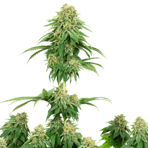 White Label Girl Scout Cookies | Feminized | 5 or 10 seeds