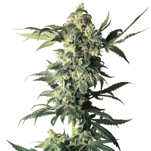 White Label Northern Lights | Feminized | 5 or 10 seeds