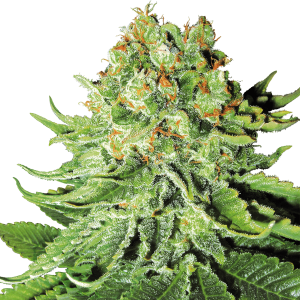 White Label Northern Lights Automatic | 5 or 10 seeds