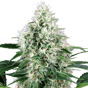 White Label Power Plant Automatic | 5 or 10 seeds