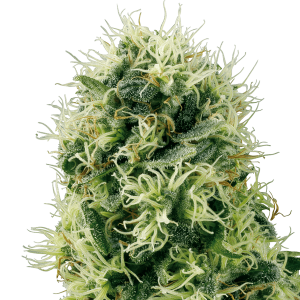 White Label Pure Power Plant | Feminized | 5 or 10 seeds