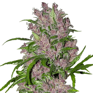 White Label Purple Bud Automatik | 5 oder 10 Samen