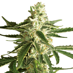 White Label White Diesel Haze Automatic | 5 or 10 seeds
