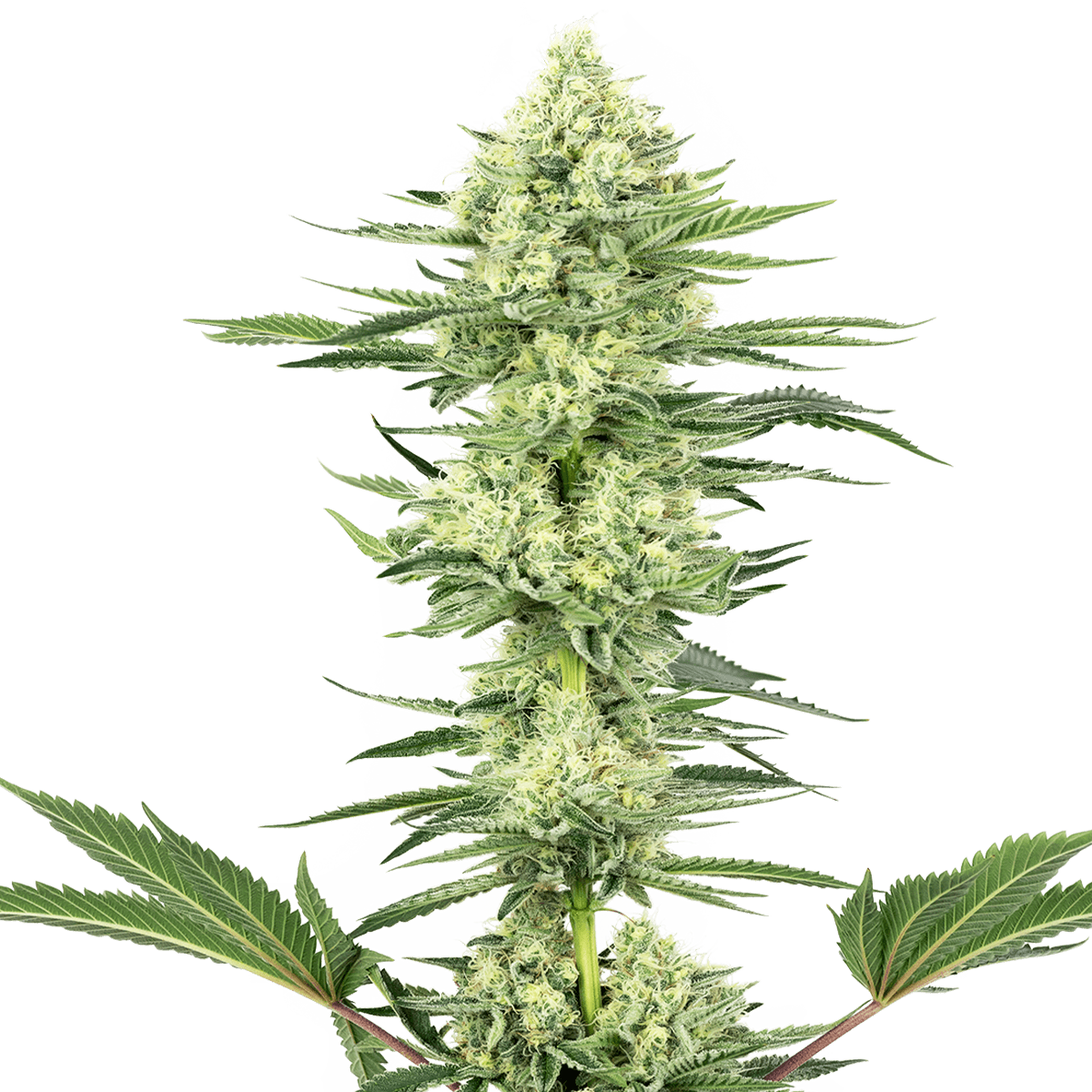 s*0様 Drynaria rigidula `whitei‘ 株分 s*0様 Drynaria rigidula `whitei' 株分