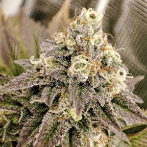 Dutch Passion Tropical Tangie | Feminized | 5 seeds