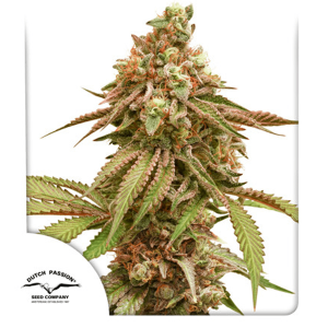 Dutch Passion Tropical Tangie | Feminized | 10 seeds
