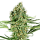 Sensi Seeds Critical Runtz | Feminized | 3 seeds