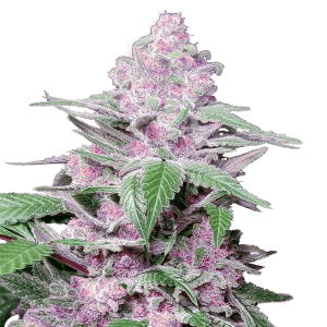 Sensi Seeds Purple Cookie Kush | Feminisiert | 5 Samen