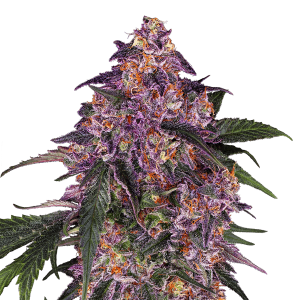 Sensi Seeds Purple Kush | Feminisiert | 5 Samen