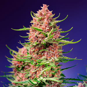 Sweet Seeds Strawberry Cola Sherbet F1 Fast Version |...