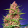 Sweet Seeds Strawberry Cola Sherbet F1 Fast Version | Feminized | 5 + 2 seeds