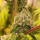 Super Sativa Seed Club Sour Tangie Dawg | Regular | 12 seeds - on order