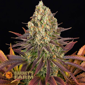 Barneys Farm Biscotti | Feminized | 3 seeds