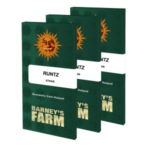 Barneys Farm Runtz | Feminisiert | 3 Samen