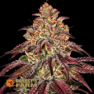 Barneys Farm Mimosa X Orange Punch | Automatic | 3 seeds