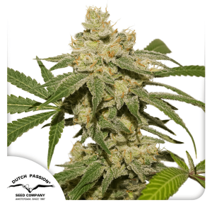 Dutch Passion Auto Oh My Gusher | Automatic | 3 seeds