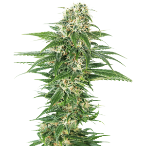 Sensi Seeds Early Skunk | Automatic | 3/5/10 seeds