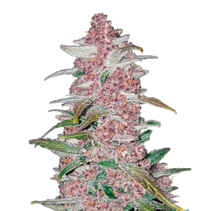 Fast Buds Blackberry | Automatic | 3/5/10/100 seeds