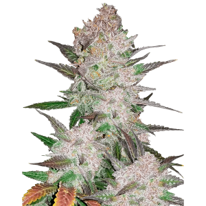 Fast Buds Cream Cookies | Automatic | 3/5/10/100 seeds
