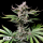 Fast Buds Cherry Cola | Automatik | 3/5/10/100 Samen