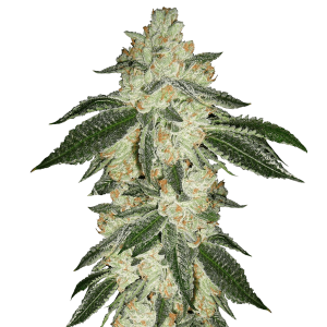 Fast Buds Green Crack | Automatic | 3/5/10/100 seeds