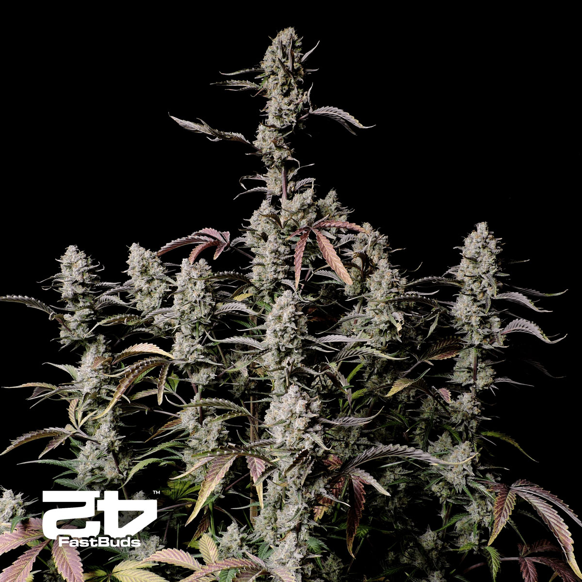 Fast Buds Gorilla Zkittlez | Automatic | 3/5/10/10
