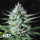 Fast Buds Original White Widow | Automatic | 3/5/10/100 seeds