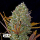 Fast Buds Pineapple Express | Automatic | 3/5/10/100 seeds