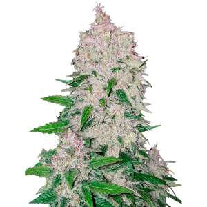 Fast Buds Stardawg | Automatic | 3/5/10/100 seeds