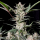 Fast Buds Strawberry Gorilla | Automatic | 3/5/10/100 seeds