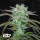 Fast Buds Strawberry Banana | Automatik | 3/5/10/100 Samen