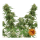 Barneys Farm Tangerine Dream | Automatic | 3/5/10 seeds